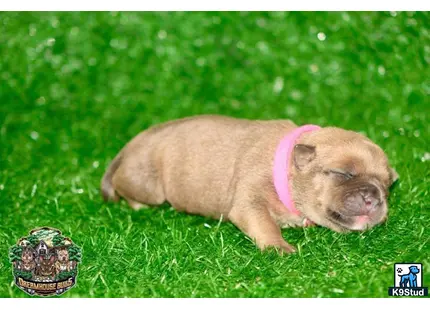 a pig lying in grass